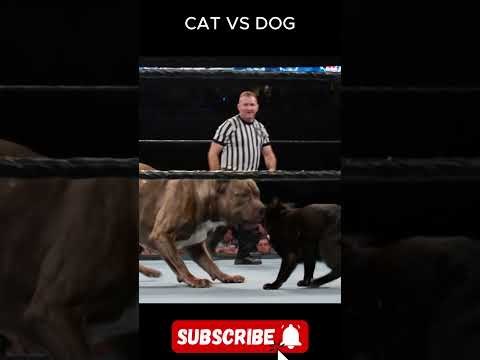 Cat Vs. Dog Fight (Dog wins) #catsvsdogs