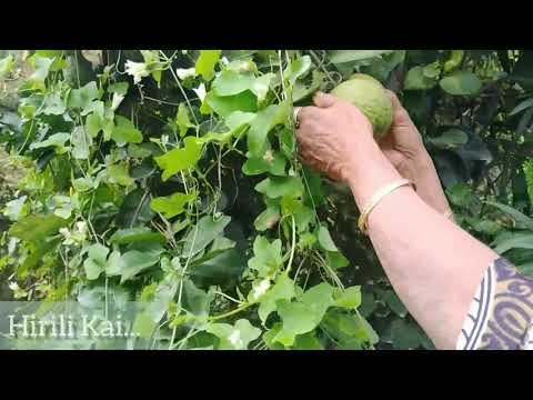Citrus fruits/hirali kai