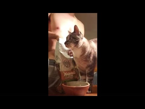 Special Kitty Naturals Dry Cat Food Eating Demonstration