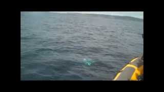 preview picture of video 'Minke whale surfaces beside whale watchers in West Cork, on the Wild Atlantic Way'