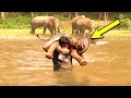 Man rescues drowning baby elephant, then the herd does something unexpected