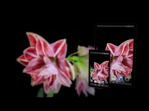 4K Skiing and Snowboarding Video Live Wallpaper Video