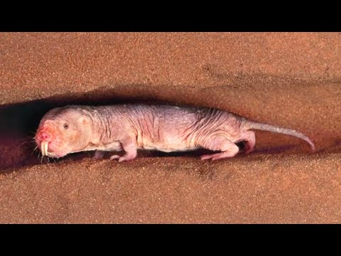 20 Brilliant Burrowing Animals || Animals That Burrow Underground | Stunning Fives