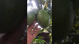 Download lagu BUAH ALPUKAT ALIGATOR mp3