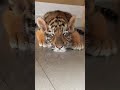 WOW So Sleepy Tigercub Tiger Kitten Foryou Fpy Cute Kitty Zoo Adorable