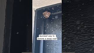Download lagu Get Rid of Wasp Nests Fast and Safely with This Method mp3 Download lagu Get Rid of Wasp Nests Fast and Safely with This Method mp3