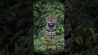 MESMO NA FLORESTA, O HOMEM AINDA É O ANIMAL MAIS PERIGOSO!💀