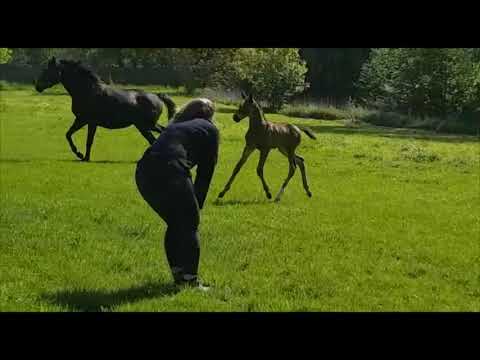 Stutfohlen von Zauberdeyk x High Motion