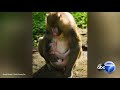 Disney S Animal Kingdom Welcomes Baby Mandrill