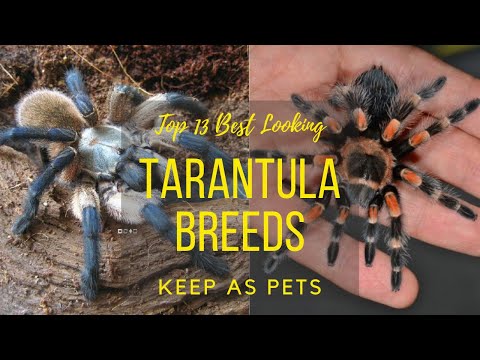 Top 13 Best Looking Tarantula Breeds Keep as Pets - Learning Video