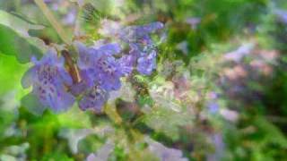 Barbara : Le Temps du Lilas (dedicated to my love....)