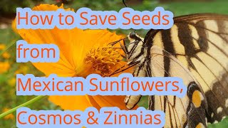 How To Save Seeds from Mexican Sunflowers, Cosmos & Zinnia