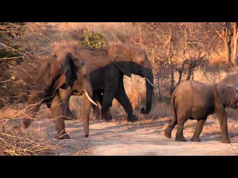 Djuma: Breeding herd of Elephants moving through - 17:11 - 08/11/18