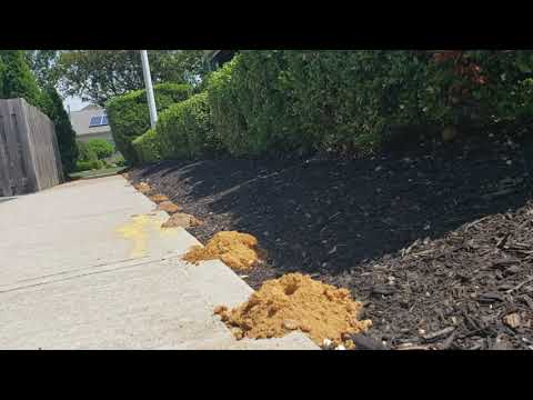 Digger Bees Burrow Near Bocce Ball Courts in Belmar, NJ