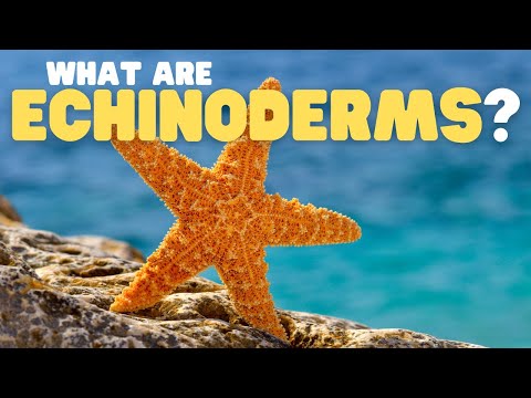 What Are Echinoderms? | Learn all about the phylum of starfish, sea urchins, and sea cucumbers!