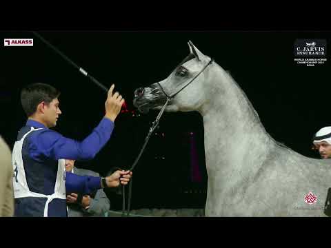 N 43 WID LEMBARAK   World Arabian Horse Championship 2023   Doha   Junior Fillies   Section B