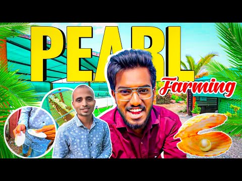 Pearl Farming A-Z 😱🐚at Home | How to do Pearl Farming | ₹10,00,000🔥| Agrotill | Farming Business💰