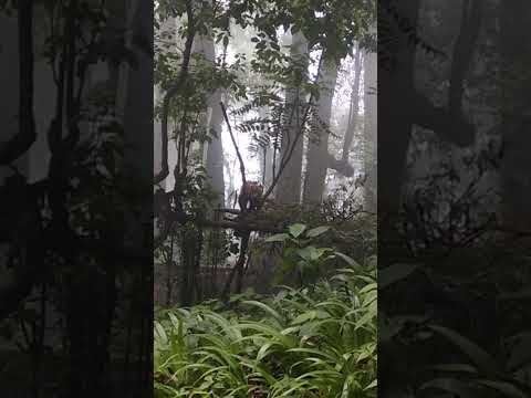 padmaja naidu himalayan zoological park                     #redpanda #darjeeling 🤗