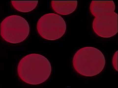 UEFA Champions League 2005 Intervalo - Ford & MasterCard HU