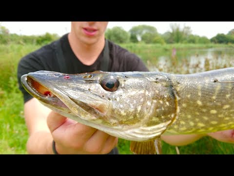 BIG Pike Attacks Hooked Perch -- Ch. 8 Video