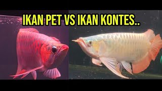 Download lagu IKAN PET VS IKAN KONTES.. mp3