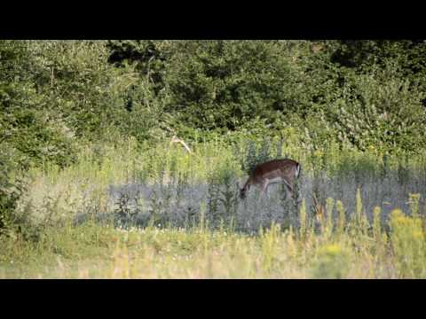 Knepp Wildland Scrubland Birdsong