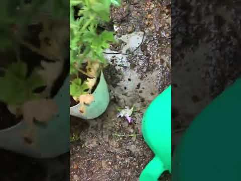 ゼラニウムの手入れ：手間をかけずにたっぷりと開花させるための祖母のレシピ！  庭園