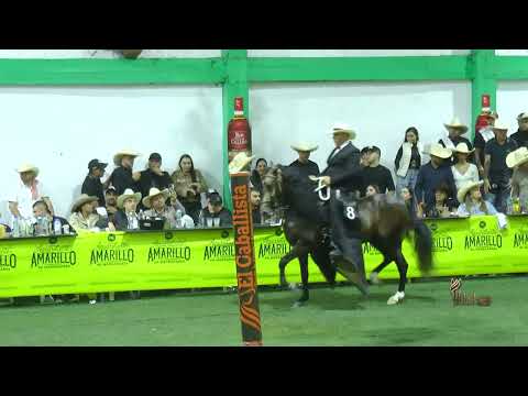 IMPECABLE DE LA SAMARIA, GRAN CAMPEÓN RESERVADO TROCHA COLOMBIANA ARANZAZU CALDAS GRADO B 2026