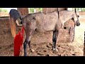 Horse Pooping Animal Pooping