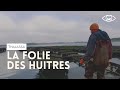 la folie des huîtres thalassa