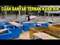 CUAN BANYAK TERNAK KURA AIR PELUANG BISNIS DI KRISIS EKONOMI DUNIA