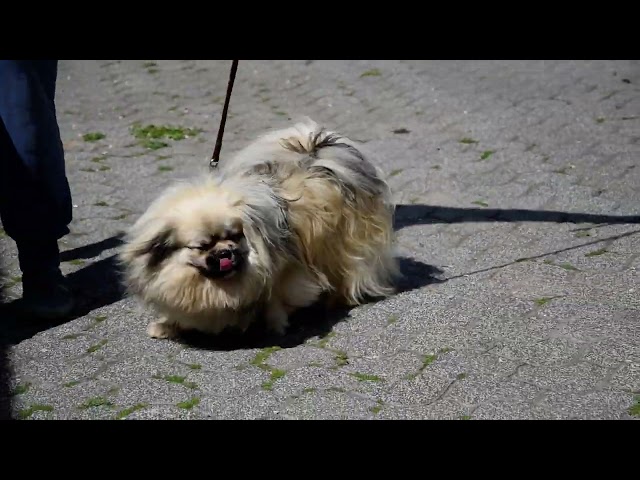 Tibetan Spaniel puppy for sale