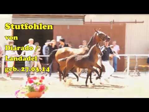 Stutfohlen von Diarado / Landadel