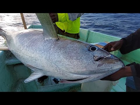MONSTER YELLOWFIN TUNA AMAZING FISHING VIDEOS