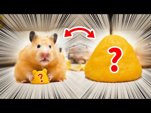 I Made Something Special for Hamsters BUT...