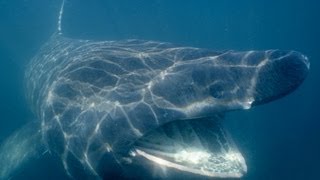 Basking sharks and Lampreys | JONATHAN BIRD'S BLUE WORLD