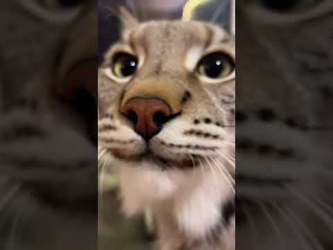 Want attention? Just block the entire window with your face.