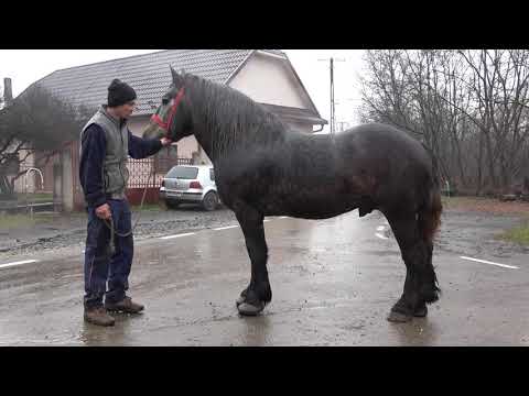 Caii lui Cristi Petroaie de la Bodia, Salaj - 2020 Nou!!!