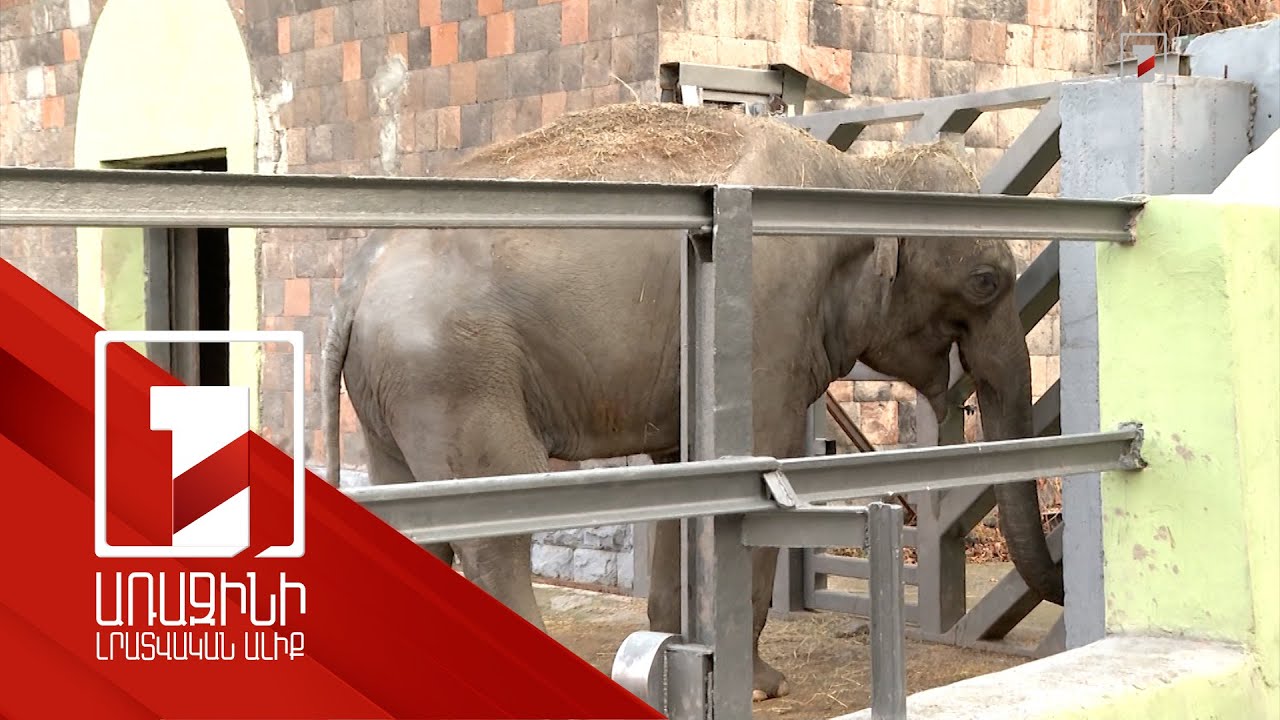 Երևանի կենդանաբանական այգու Բունկա փղի հարցով նաև օտարերկրացի մասնագետներն են զբաղվում