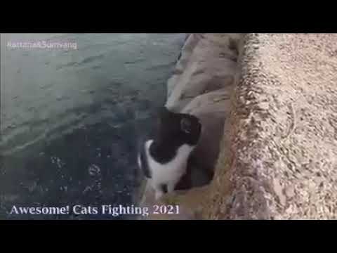 Cat fighting    🤺 #cat #cats  #catlover #catvideos #catloversclub  #catfighting  #like #suscribe