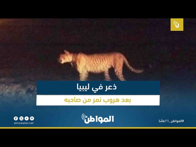 ذعر في ليبيا بعد هروب نمر من صاحبه