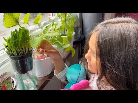 Vi odlar popcorngräs