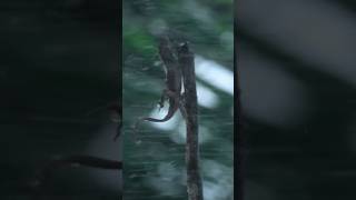 Tiny Lizards Battle Nature's Fierce Winds | Force of Nature