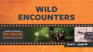 Download lagu Wild Encounters mp3