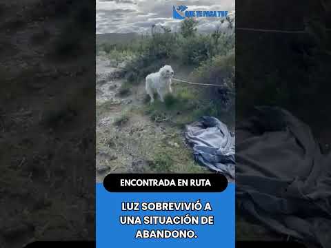 🐶 LUZ SOBREVIVIÓ A UNA SITUACIÓN DE ABANDONO.