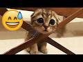 Impossible Not To Laugh 🐈🐕 Funniest Dog and Cat at Moments! DEFAULT Thumbnail