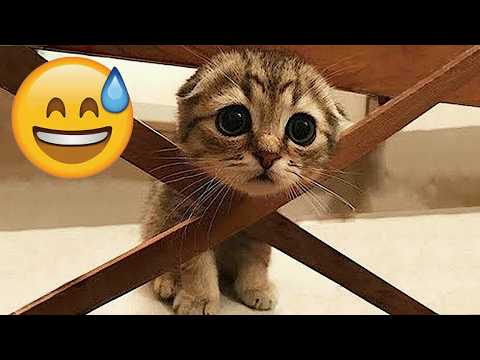 Impossible Not To Laugh 🐈🐕 Funniest Dog and Cat at Moments!