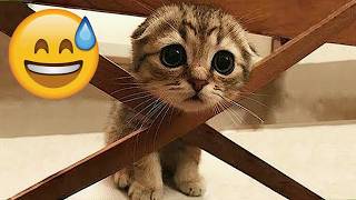 Impossible Not To Laugh 🐈🐕 Funniest Dog and Cat at Moments! MQDEFAULT Thumbnail
