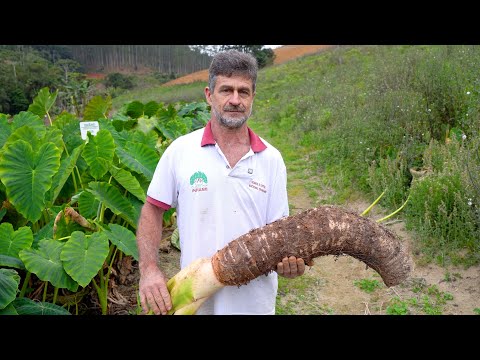 Alfredo Chaves coloca o Espírito Santo no topo da produção de inhame no Brasil