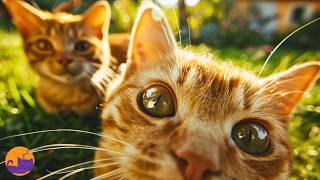 12 HOURS of Mircale Music for Cats 🐱 Instantly Relaxes Anxious Cats 🌈